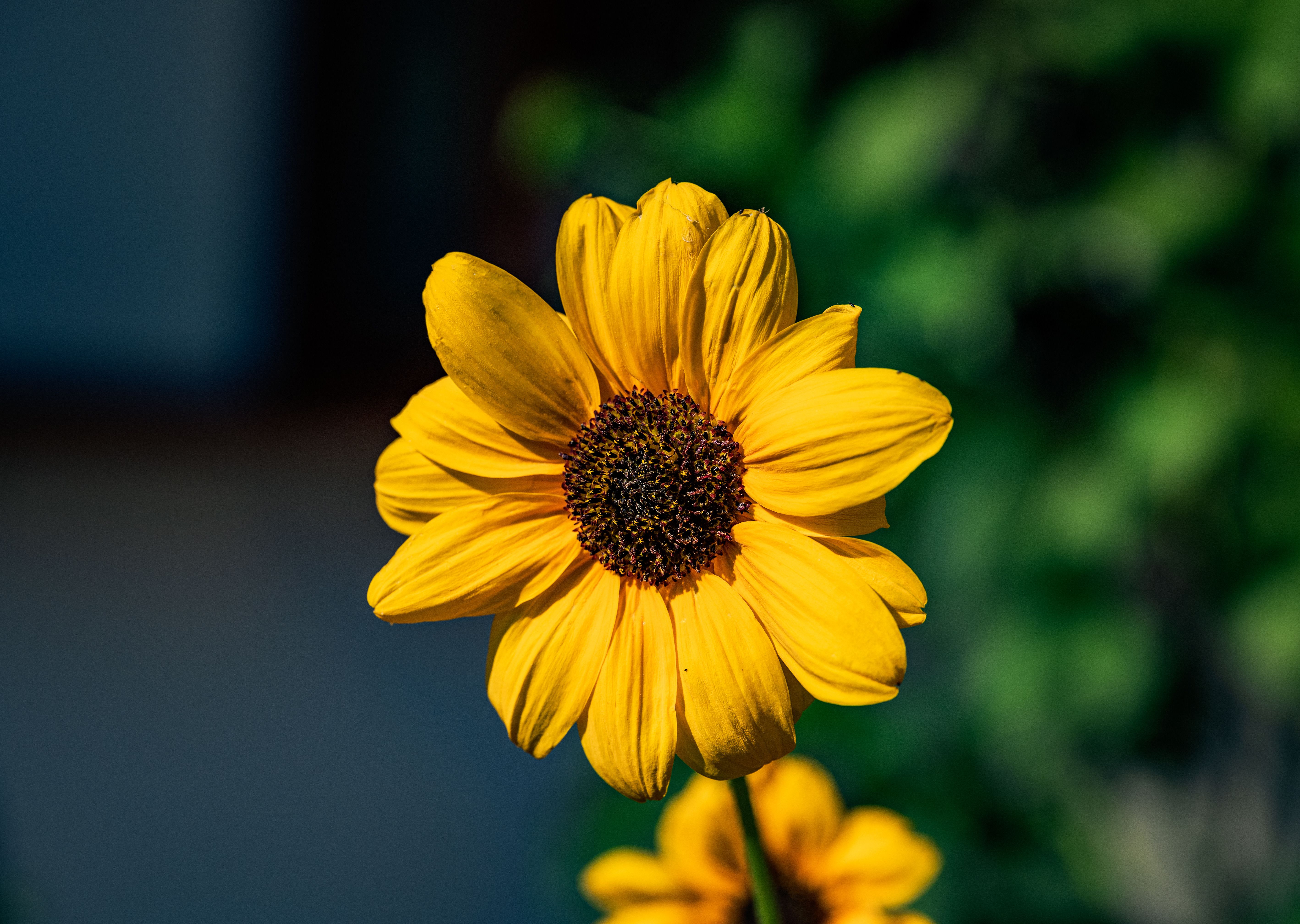 Original yellow flower photo